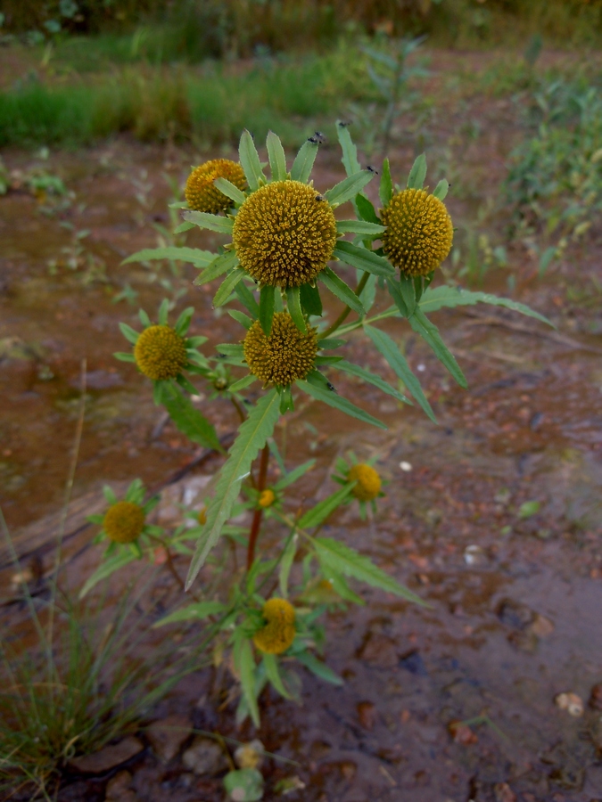 Image of Bidens radiata specimen.