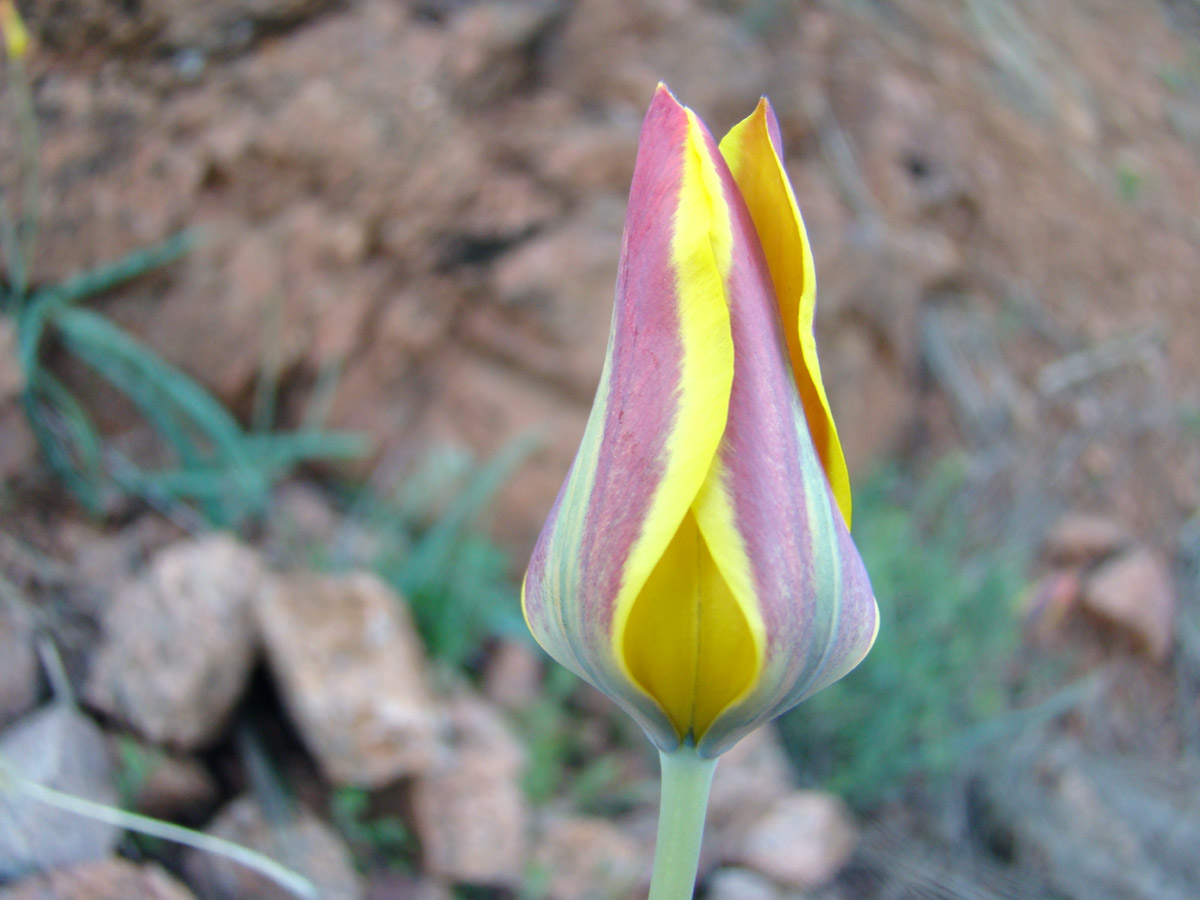 Image of Tulipa toktogulica specimen.