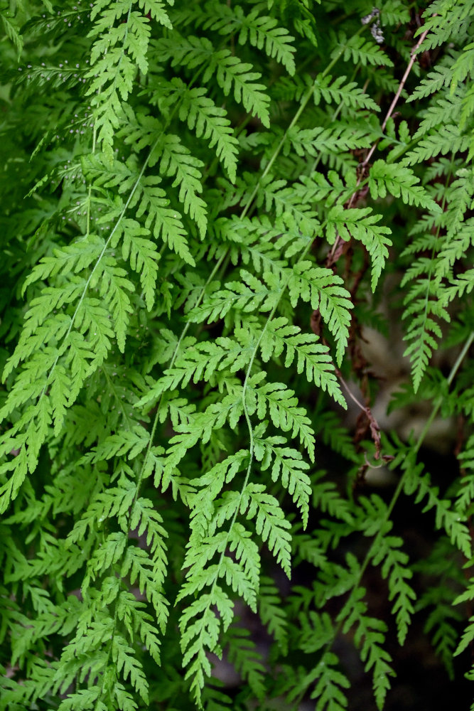 Image of Woodsia caucasica specimen.