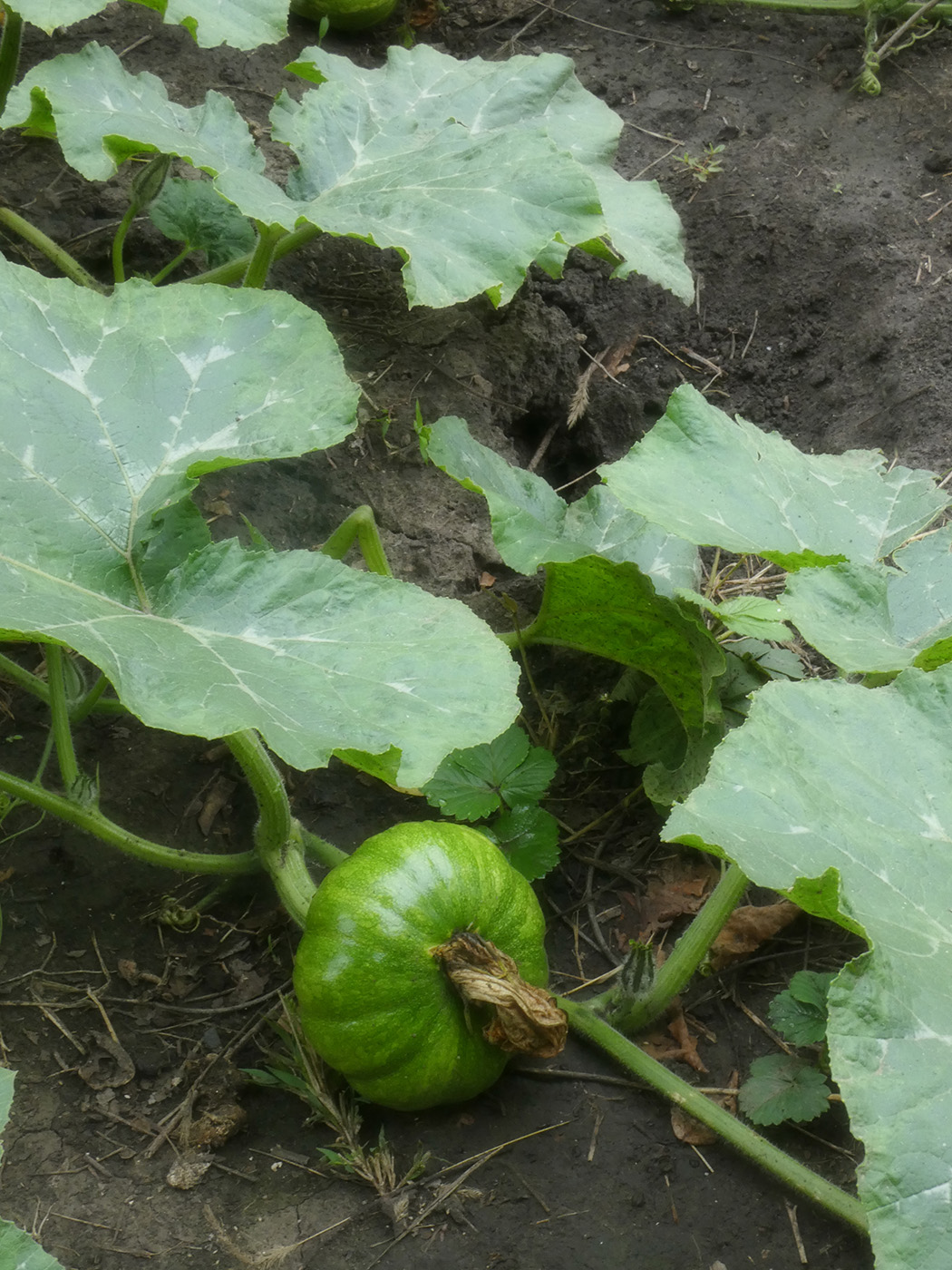 Image of Cucurbita pepo specimen.