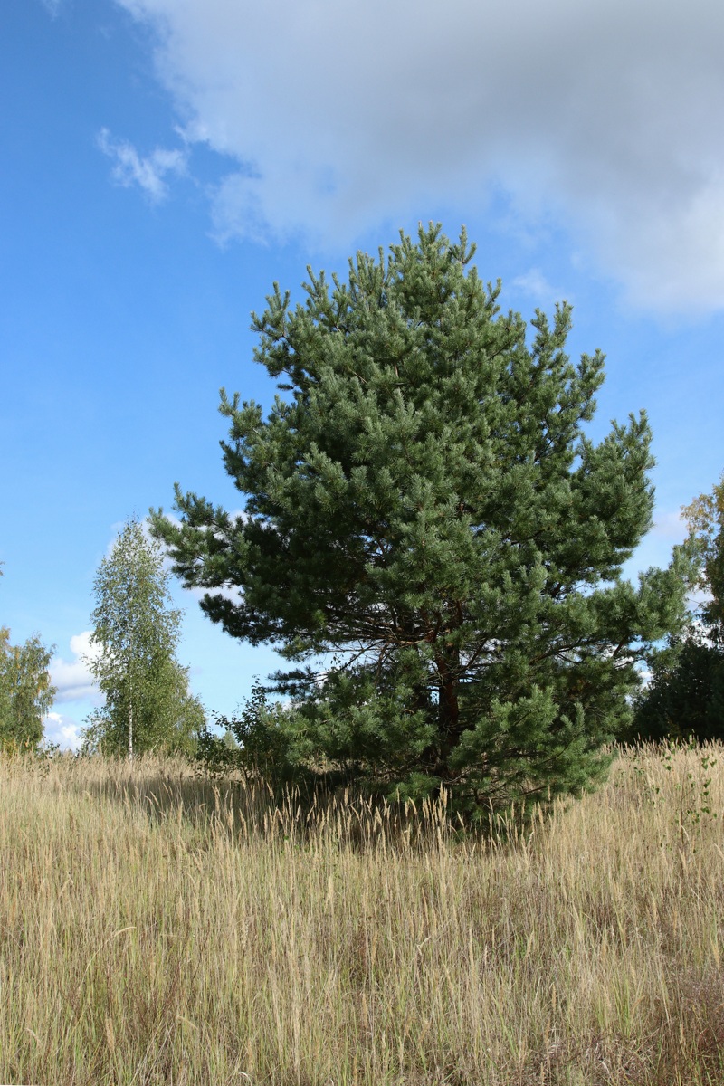 Изображение особи Pinus sylvestris.