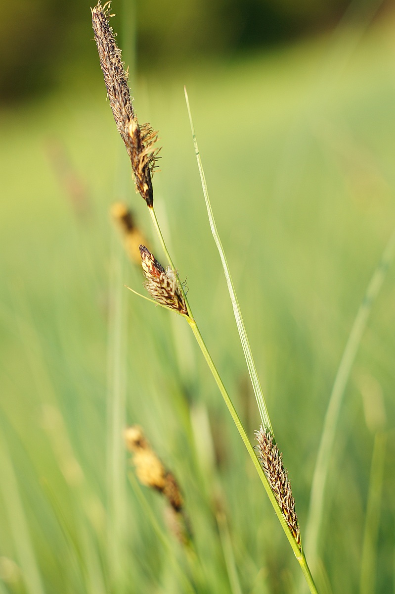 Изображение особи Carex melanostachya.