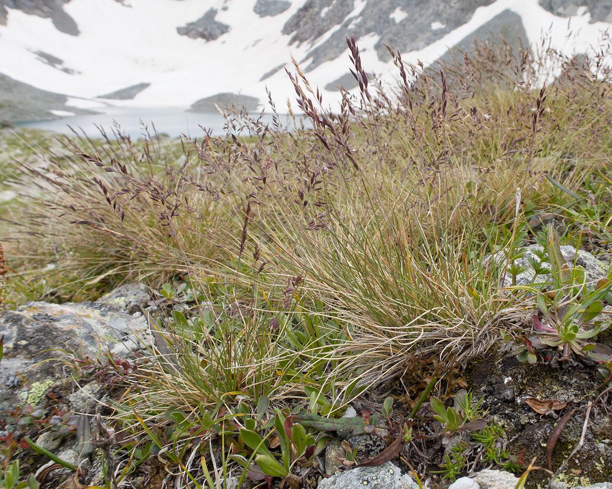 Image of genus Festuca specimen.