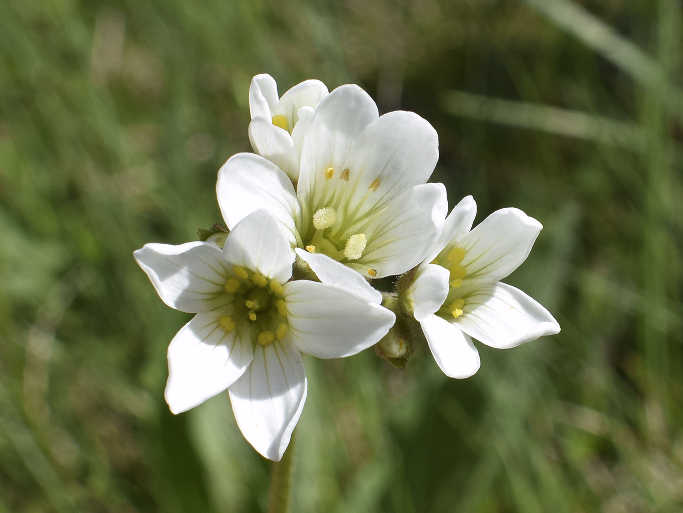 Image of Saxifraga granulata specimen.