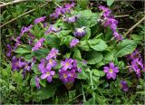 Primula vulgaris