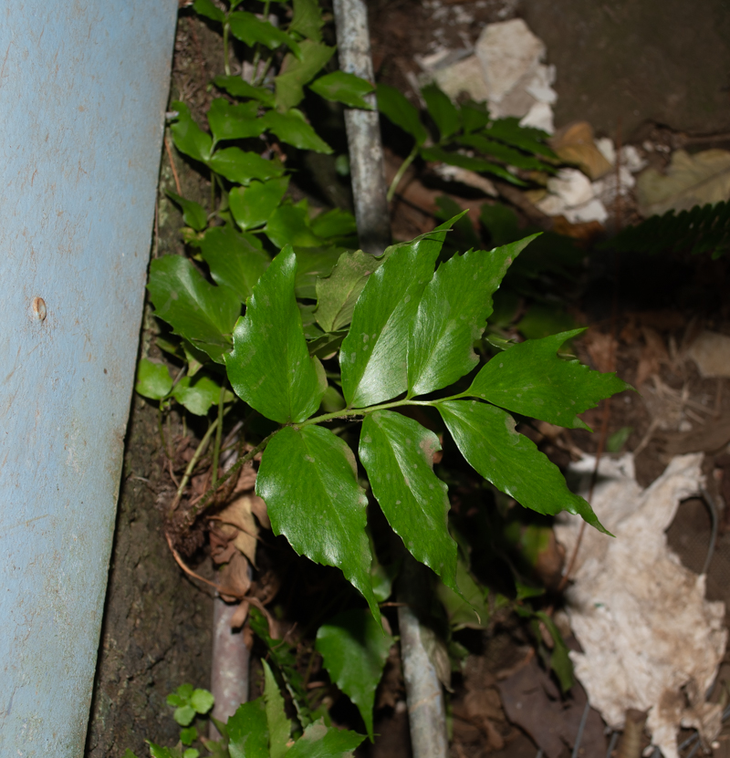 Image of Cyrtomium falcatum specimen.