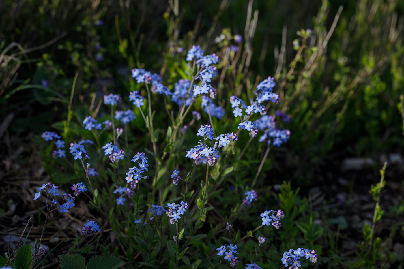 Image of Myosotis lithospermifolia specimen.