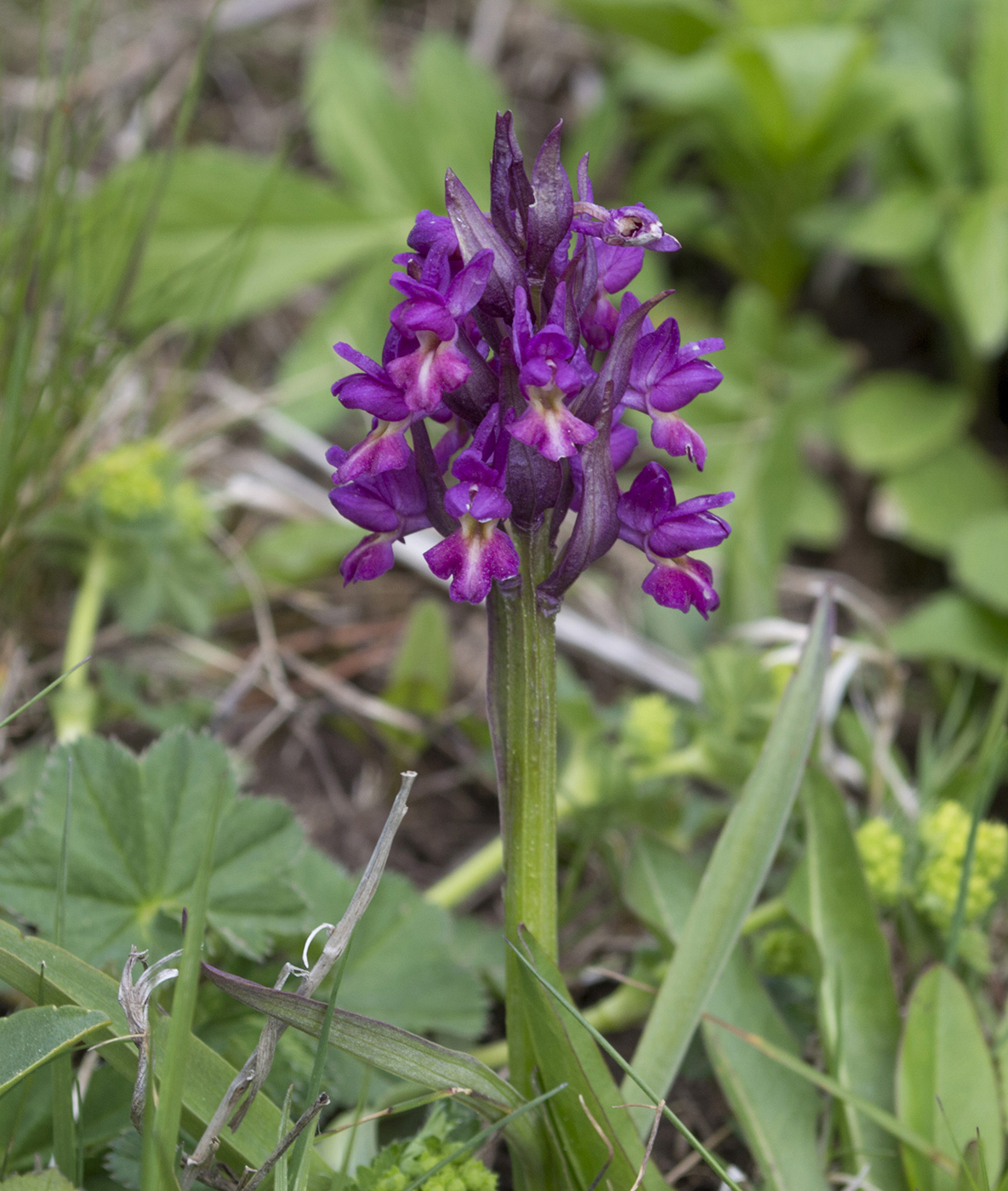 Изображение особи Dactylorhiza romana ssp. georgica.