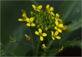 Erysimum cheiranthoides