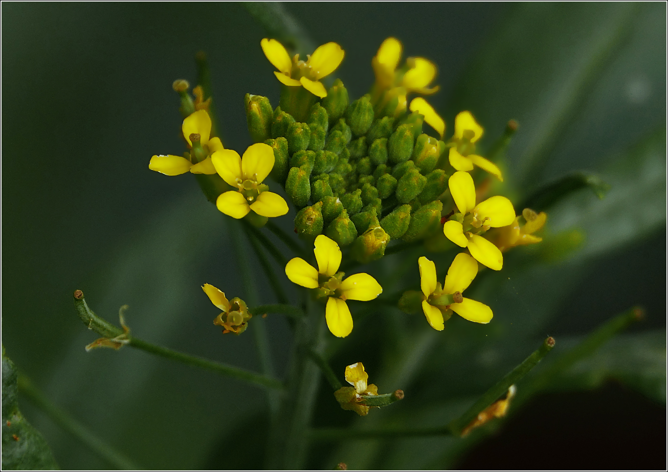 Image of Erysimum cheiranthoides specimen.