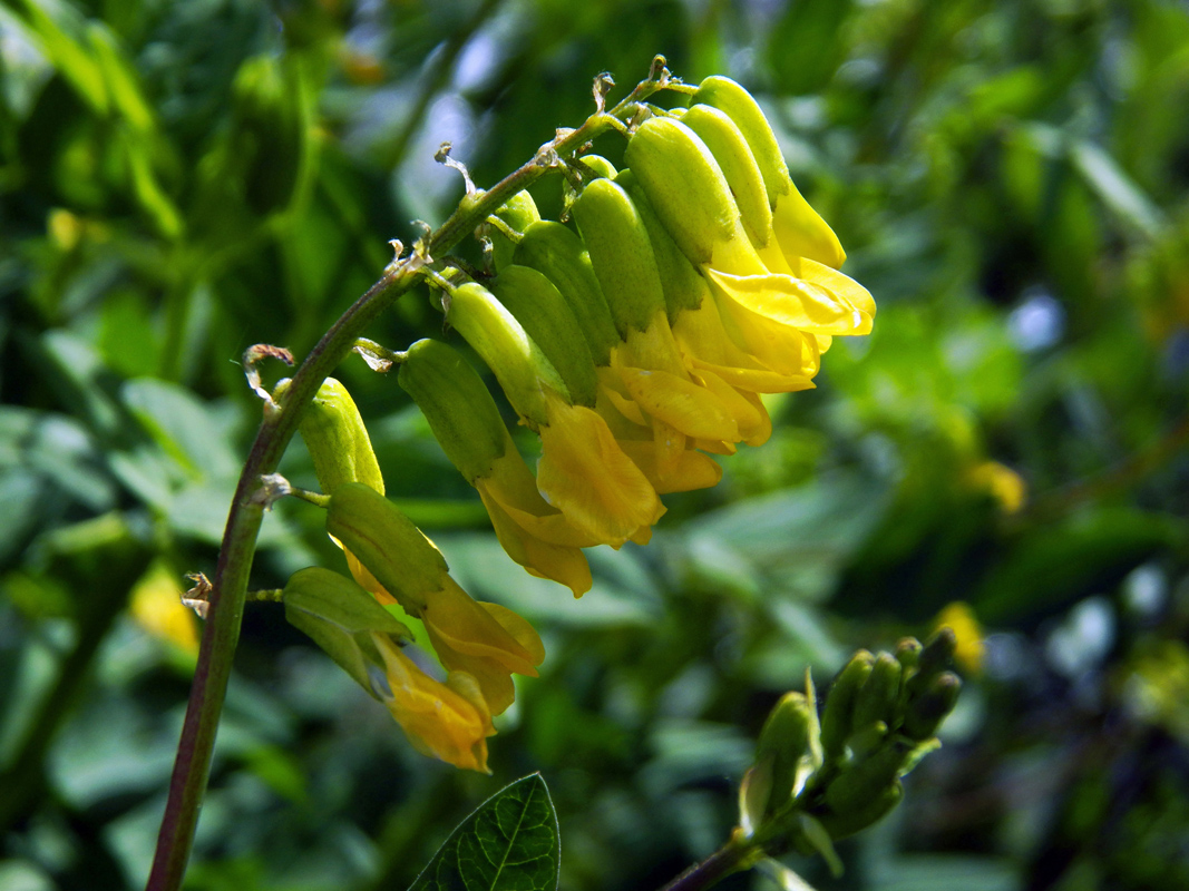 Изображение особи Astragalus tecti-mundi.