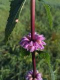 Phlomoides tuberosa. Часть стебля с соцветием. Калужская обл., Тарусский р-н, памятник природы «Тарусский луг», заливной луг. 24.09.2023.