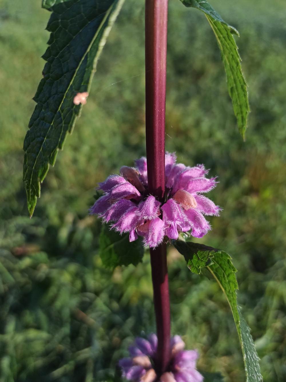 Image of Phlomoides tuberosa specimen.