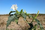 Datura stramonium