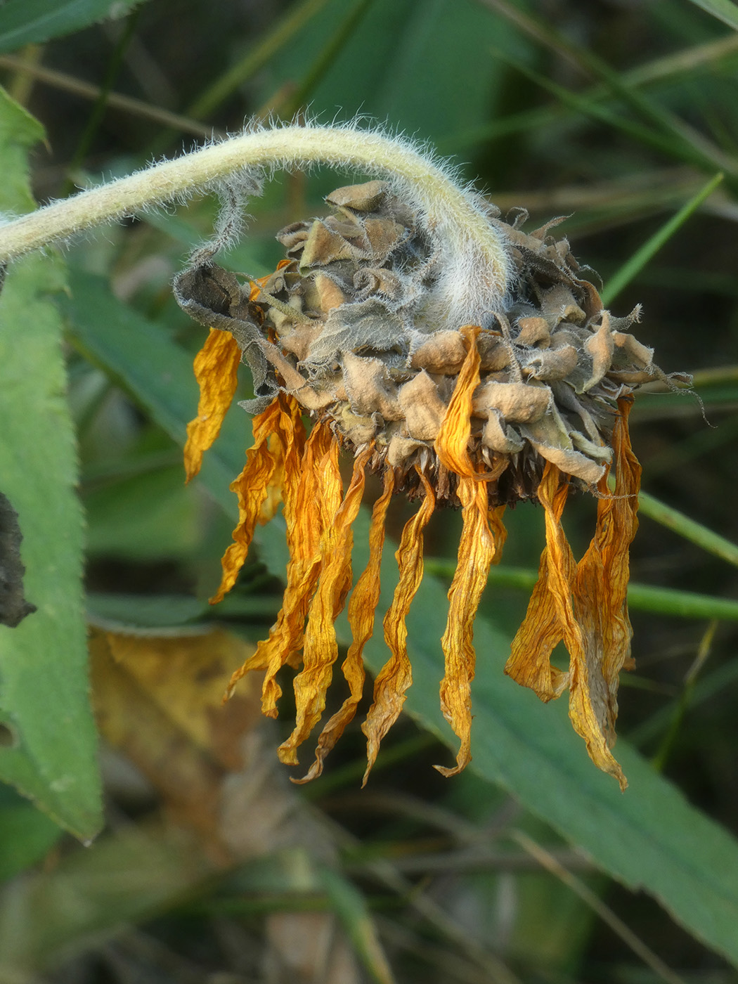 Image of Helianthus annuus specimen.