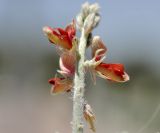 Indigofera heterotricha. Часть соцветия (вид сбоку). Объединённые Арабские Эмираты, эмират Дубай, окр. пляжа Al Mamzar, участок обнажённого грунта между посадками кустарников и деревьев. 04.05.2023.