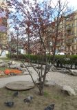 Смотреть изображение род Malus