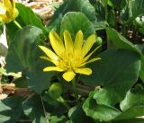 Смотреть изображение Ficaria verna
