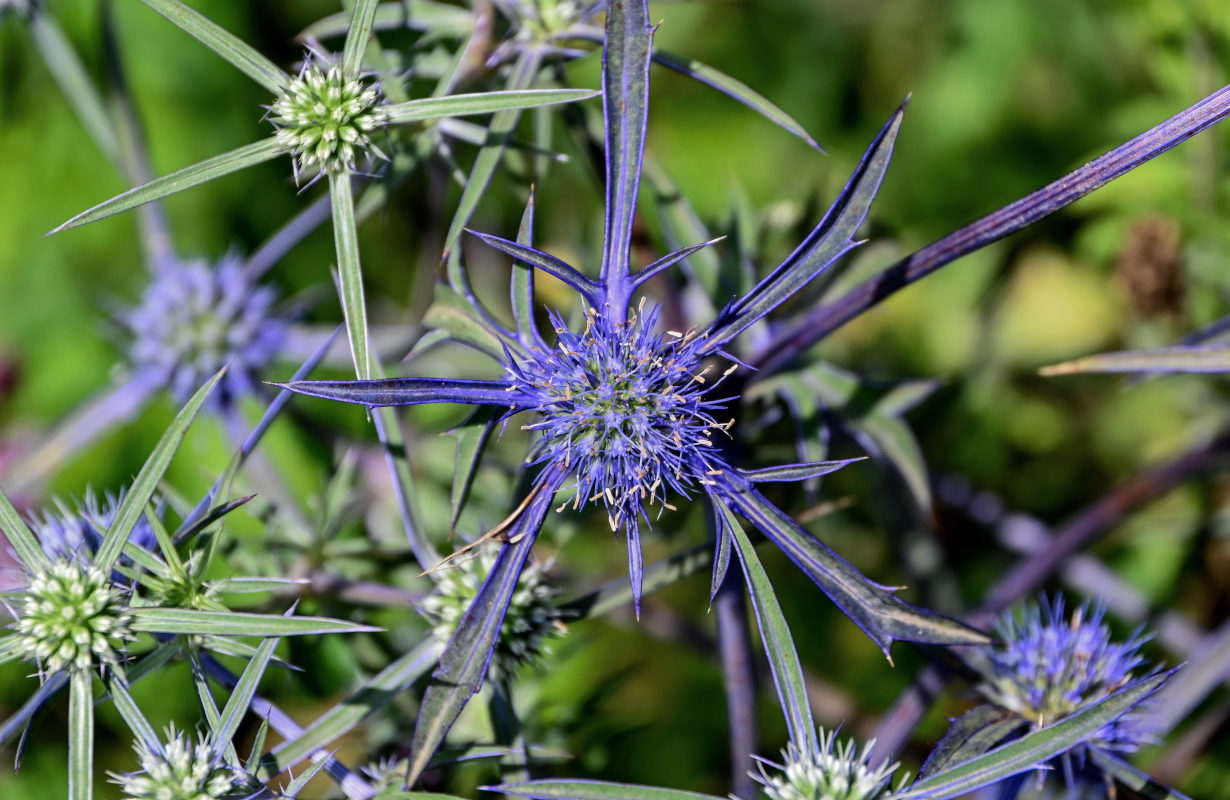 Image of Eryngium planum specimen.