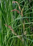 Carex acuta