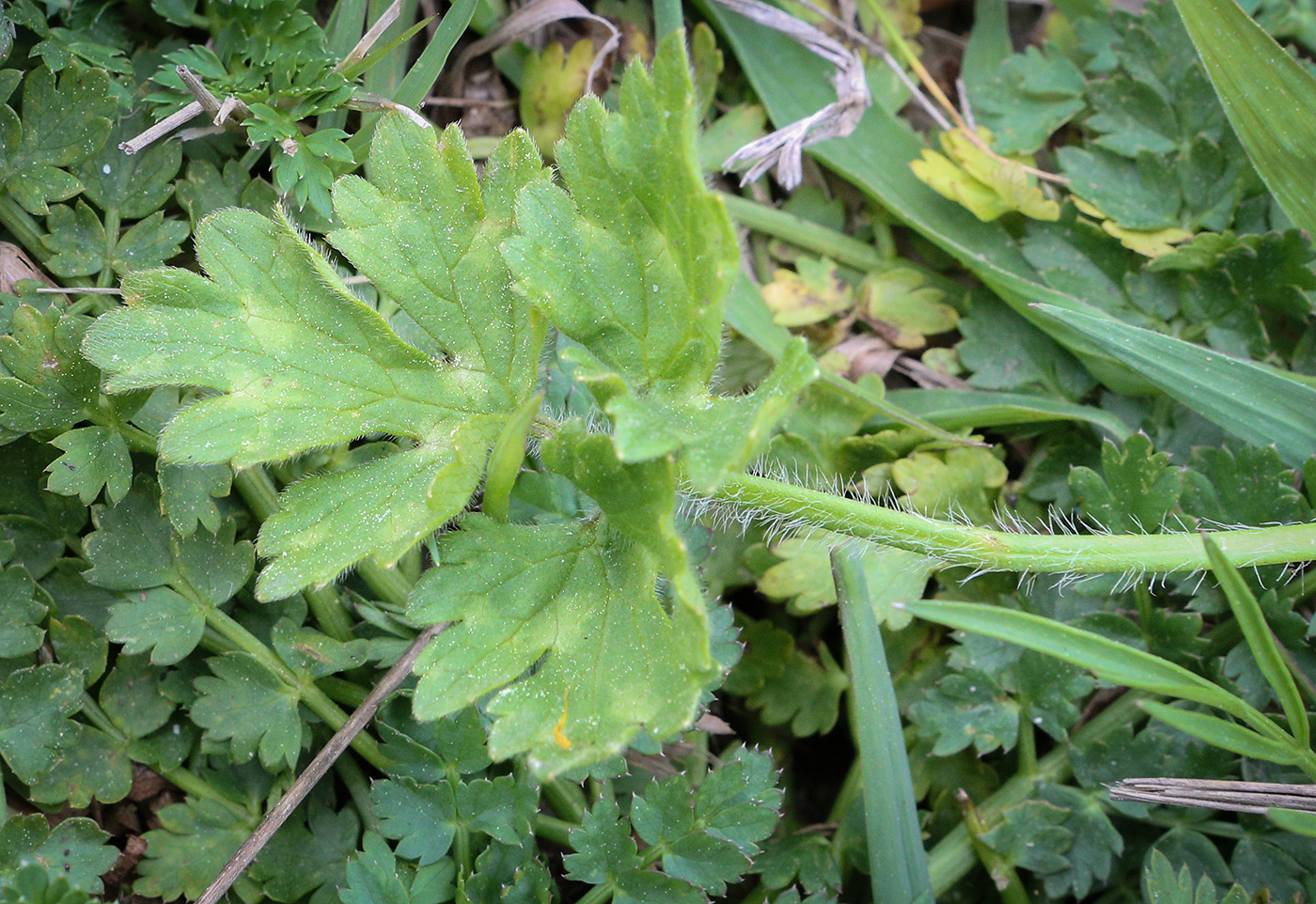 Image of Ranunculus aleae specimen.