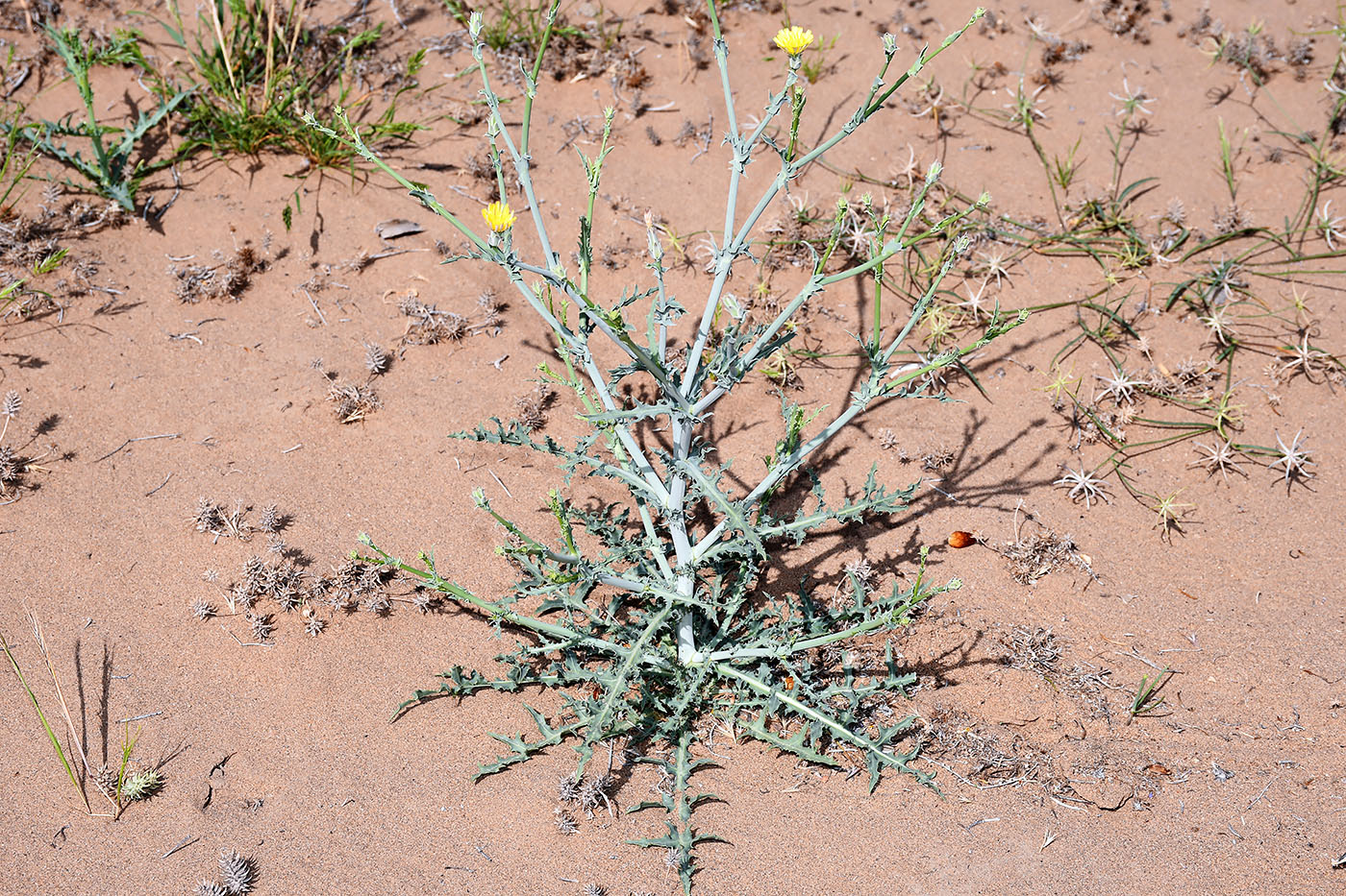 Изображение особи Launaea mucronata.