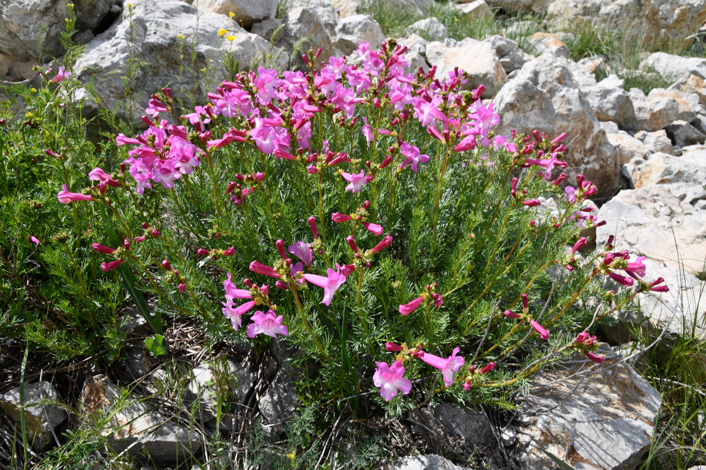 Image of Niedzwedzkia semiretschenskia specimen.