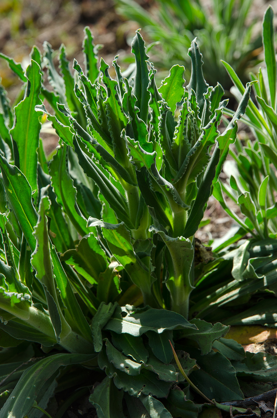 Image of Silene viscosa specimen.