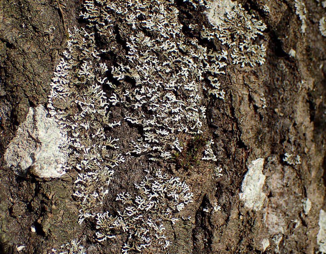 Image of familia Physciaceae specimen.