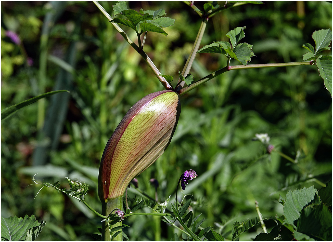 Image of Angelica sylvestris specimen.