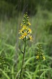 Ligularia splendens