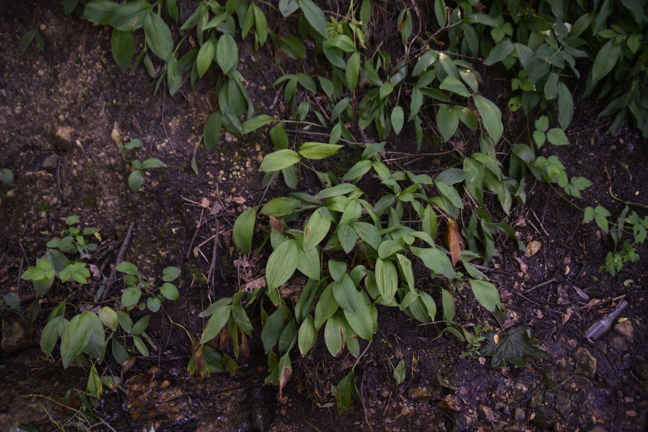 Image of Convallaria majalis specimen.