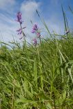 Polygala major. Цветущие растения. Карачаево-Черкесия, Зеленчукский р-н, гора Джисса, ≈ 1500 м н.у.м., субальпийский луг. 14.06.2024.