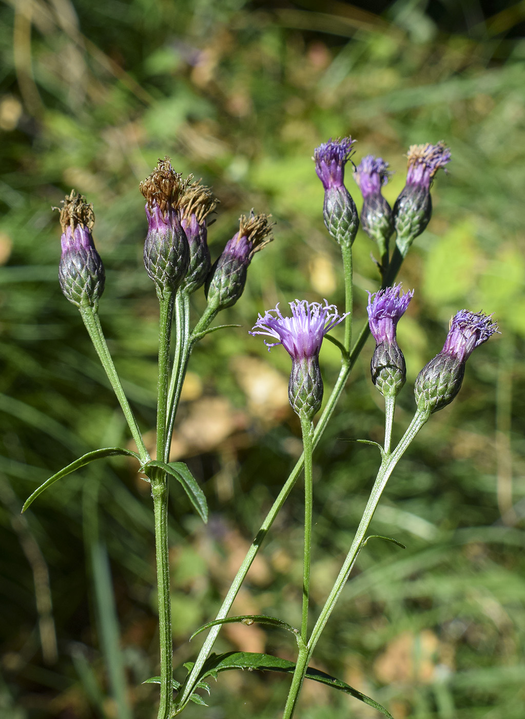 Изображение особи Serratula tinctoria.