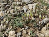 Astragalus bossuensis. Цветущее растение. Казахстан, Южно-Казахстанская обл., Сырдарья-Туркестанский государственный региональный природный парк, Боралдайский филиал, ≈ 1200 м н.у.м., петрофитное сообщество. 13.05.2024.