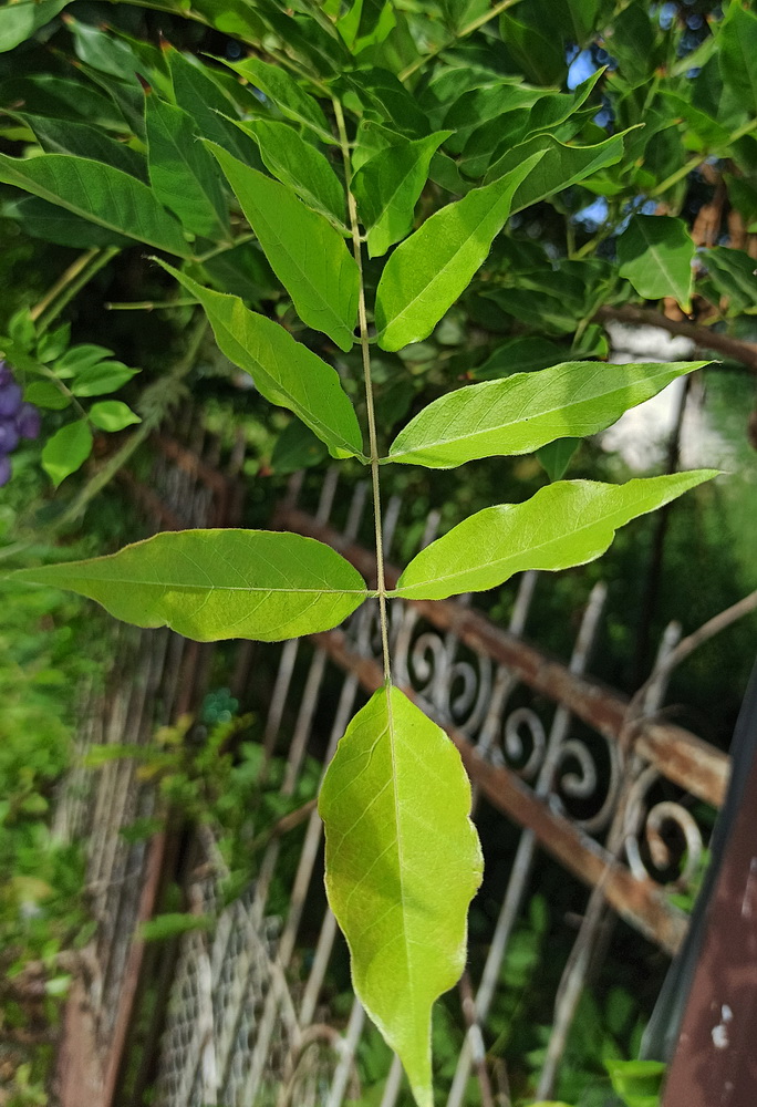 Изображение особи Wisteria sinensis.