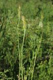 Tragopogon pratensis. Верхушки побегов с соплодиями. Ленинградская обл., Лужский р-н, окр. дер. Кемка, пойма р. Луга, высокая грива, разнотравный луг. 13.06.2024.