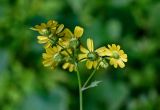 семейство Asteraceae. Верхушка побега с соцветиями (вид со стороны обёрток). Китай, провинция Хунань, национальный парк \"Чжанцзяцзе\", опушка смешанного леса. 06.06.2024.