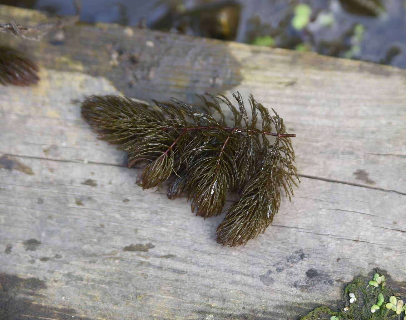 Изображение особи род Ceratophyllum.