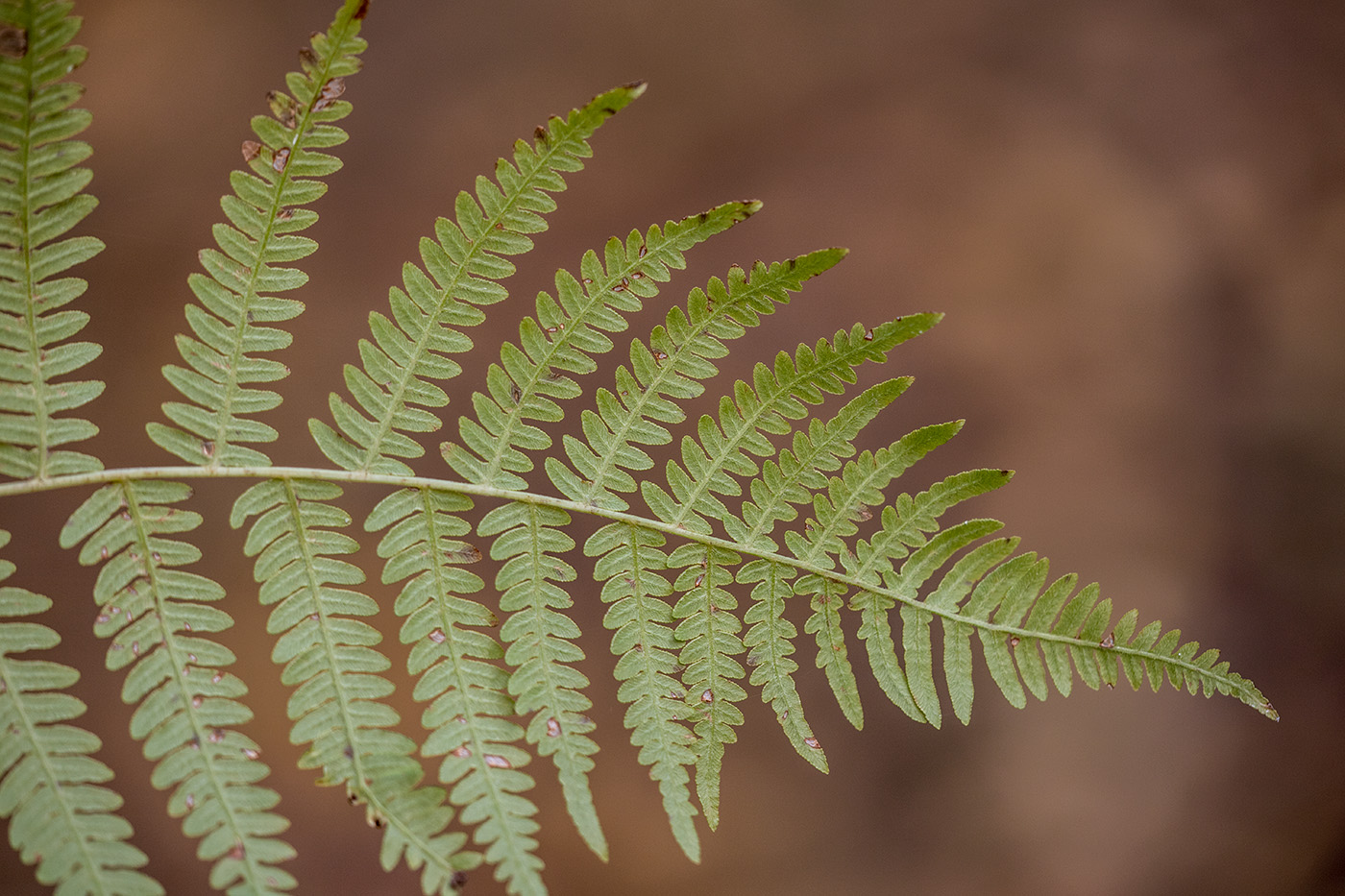 Image of genus Pteridium specimen.