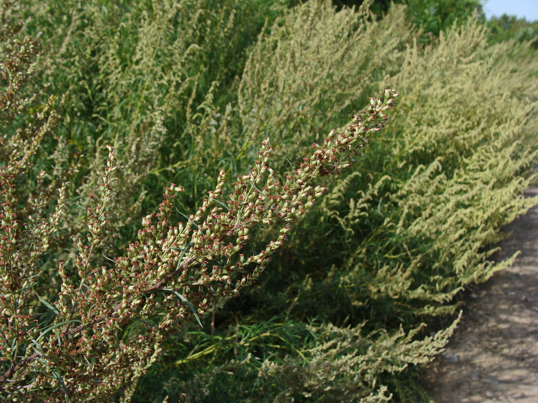 Изображение особи Artemisia rubripes.