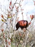 Punica granatum. Ветвь с раскрывшимся плодом. Израиль, г. Кармиэль, городской парк. 13.02.2011.