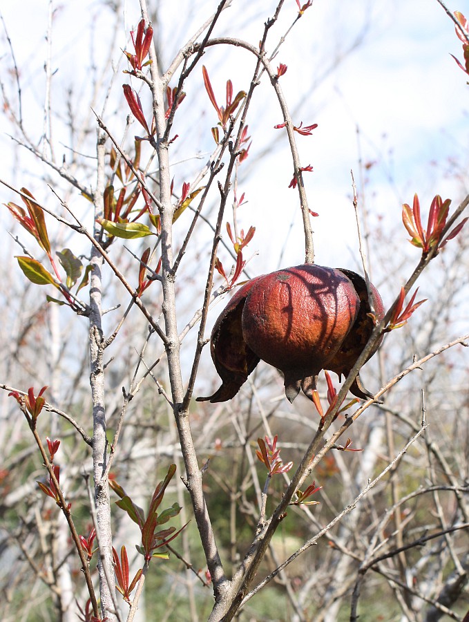 Image of Punica granatum specimen.