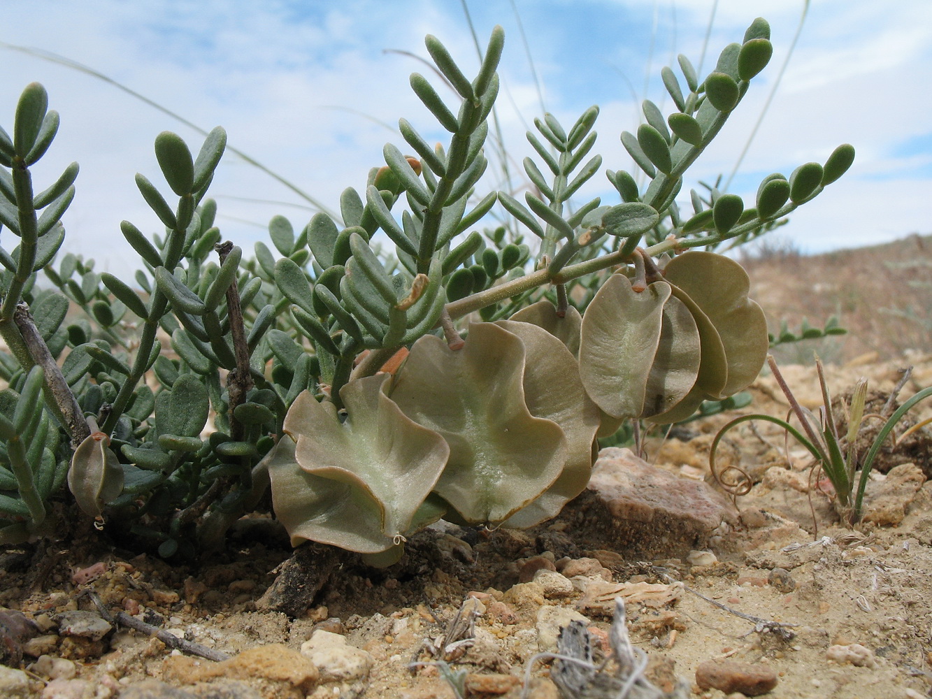 Image of Zygophyllum pinnatum specimen.