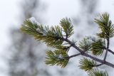 Pinus friesiana