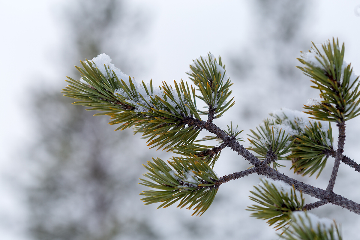 Image of Pinus friesiana specimen.