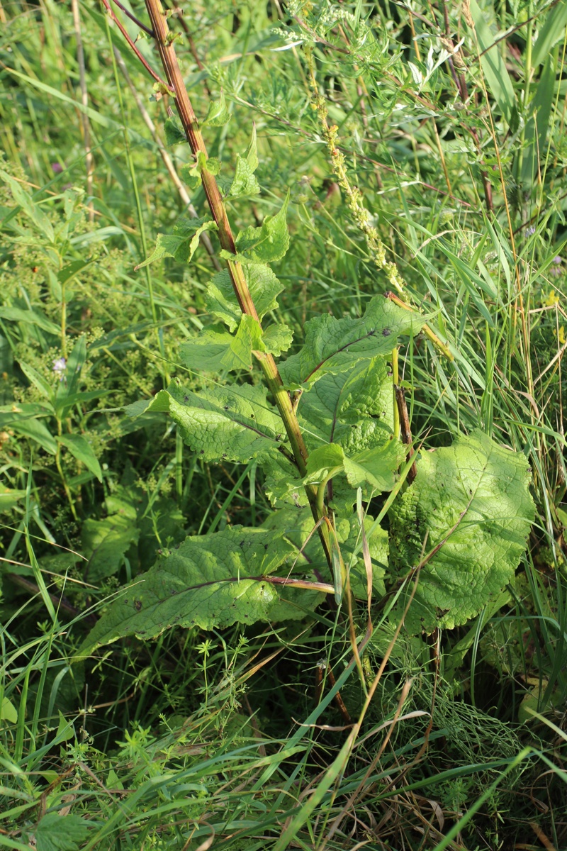 Image of Verbascum nigrum specimen.