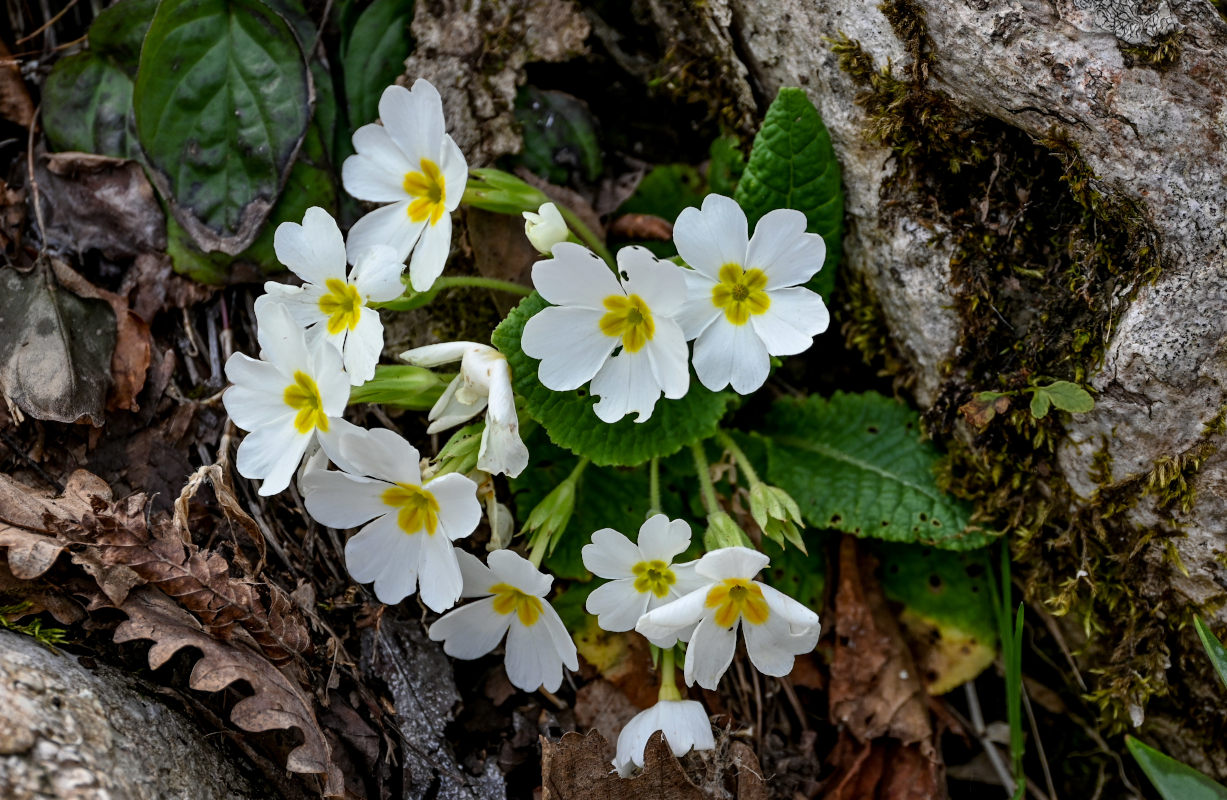 Изображение особи Primula vulgaris.