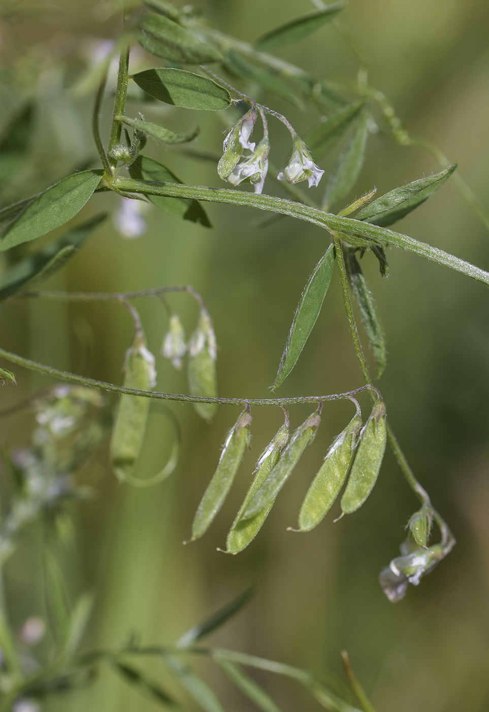 Изображение особи Vicia parviflora.