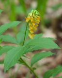 Смотреть изображение Lathyrus aureus